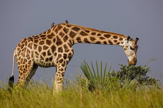 2 Days Popular Safari to Lake Mburo National Park - Accessibility Features