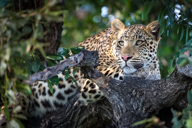 2 Days Ruaha National Park - Accommodation and Dining