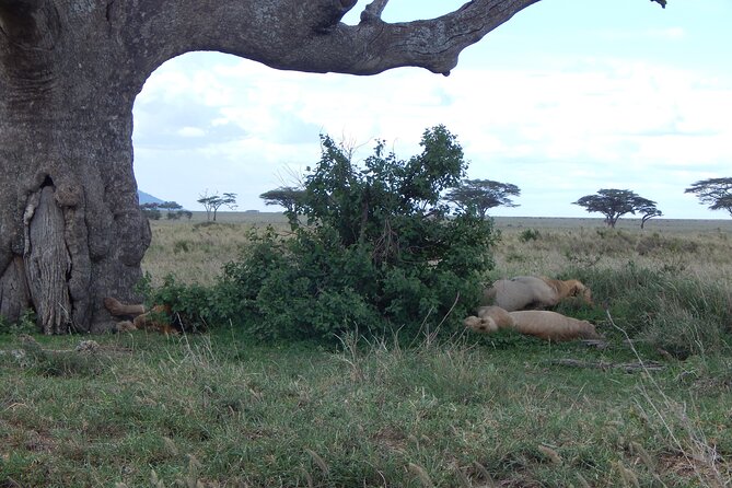 2 Days Tarangire and Ngorongoro Crater Tour - Traveler Reviews and Ratings