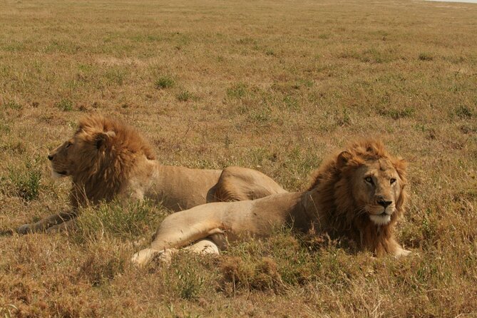 2 Days Tarangire and Ngorongoro Safari From Zanzibar - Travel Tips
