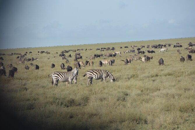 2 Days Tour From Zanzibar to Nyerere National Park (Selous GR) - Itinerary