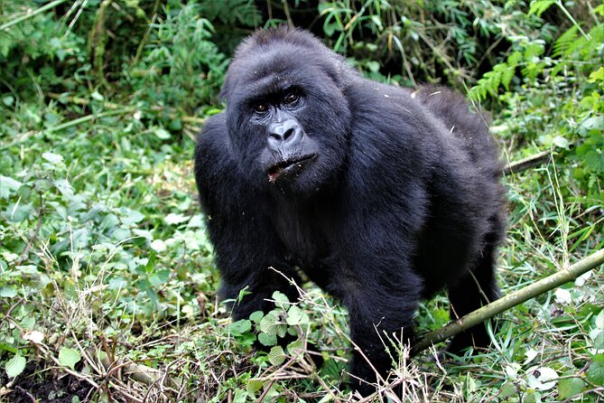 2 Days Uganda Gorilla Trekking - Customer Reviews and Ratings