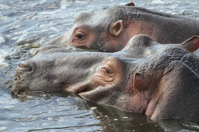 2 Days Wildlife Game Drives Through Tarangire and Ngorongoro Crater - Memorable Wildlife Encounters