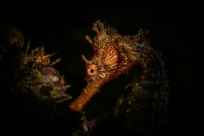 2 Dives in the Cabo Marine Park - Dive Experience and Safety