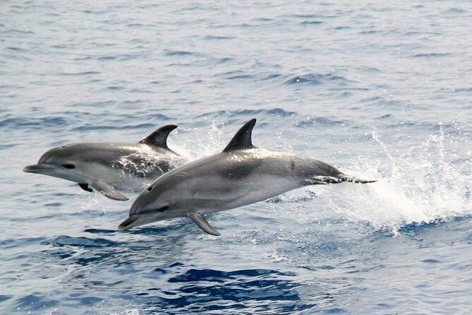 2-Hour Dolphin Watching Experience in Fuerteventura - Tips for a Great Experience