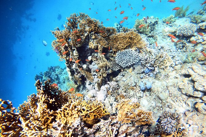 2-Hour Private Scuba Experience in Aqaba - What to Expect