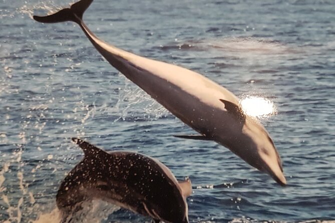 2 Hour Trip to See Whales Dolphins Puerto Colon Adeje - Transportation and Accessibility Options