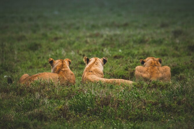 3-Day / 2 Nights Group Safari Serengeti & Ngorongoro Crater - Ngorongoro Crater