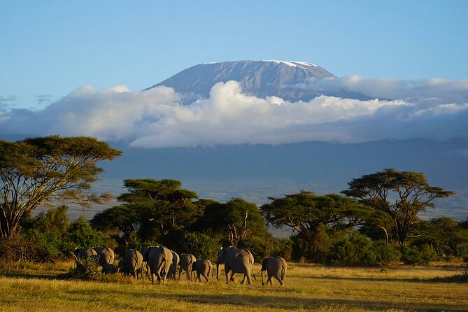 3-Day Amboseli National Park Safari Tour - Customer Reviews