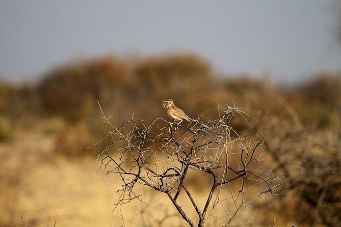 3 Day Central Kalahari Game Reserve Safari Tour - Safari Highlights