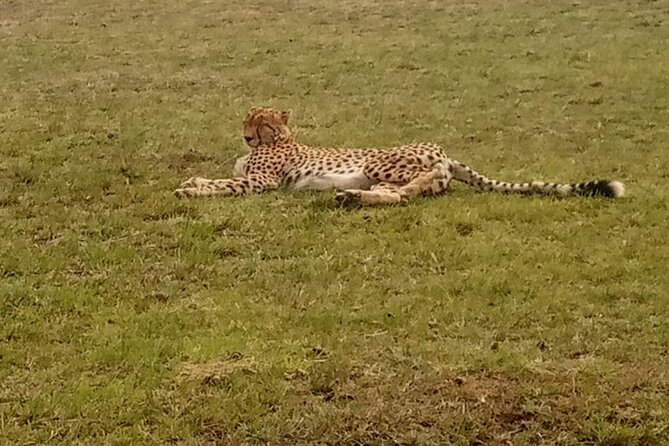 3-Day Maasai Mara Safari Tour in a 4 X4 Land Cruiser Jeep - Review and Rating Insights