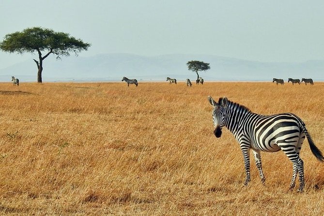 3-Day Masai Mara National Park Deluxe Tour - Frequently Asked Questions (Optional)