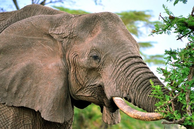 3-Day Masai Mara Safari Tour to See the Big Five and Wildebeest Migration - Reviews and Feedback