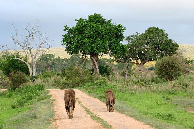 3-Day Safari Tour to Tarangire National Park, Lake Manyara National Park and Ngorongoro Crater From Arusha - Guest Reviews