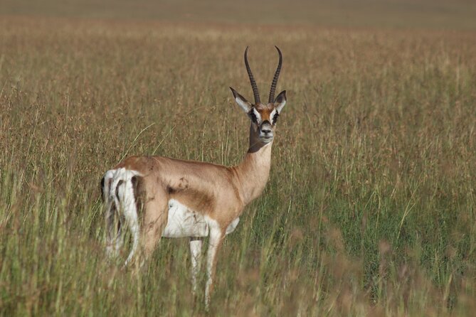 3-Day Sweetwaters: Ol Pejeta Conservancy Safari From Nairobi - Pickup and Meeting Information