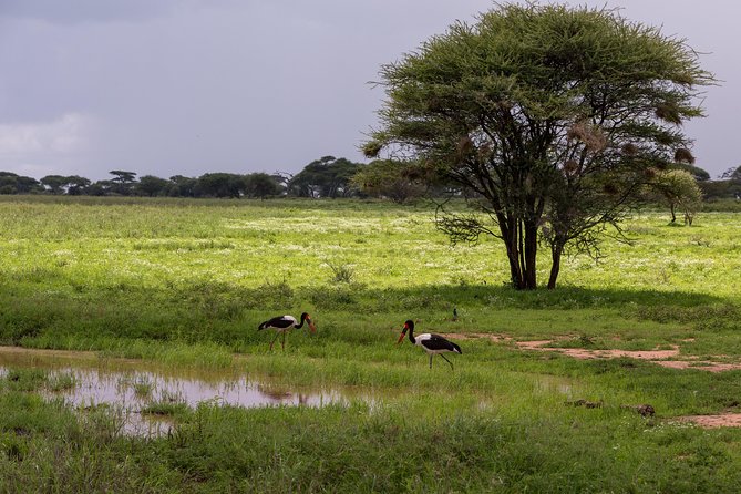 3-Day Tanzania Safari - Tarangire and Ngorongoro Crater - Pricing and Additional Costs