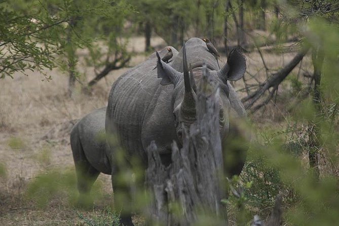 3-Day Taste of Tanzania Safari (Tarangire National Park and Ngorongoro Crater) - Cultural Encounters
