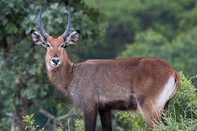 3-Day Tour in Murchison Falls Safari & Rhino Tracking - Frequently Asked Questions