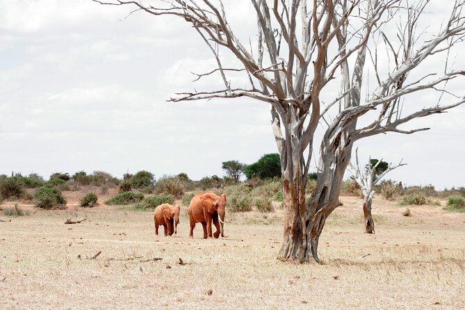 3-Day Tsavo East and Tsavo West Safari - Tips for a Successful Safari