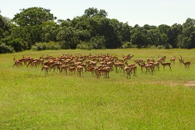 3 Days 2 Nights Budget Masai Mara Safari - Traveler Reviews