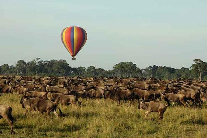 3 Days 2 Nights Masai Mara Joining Safari From Nairobi - Highlights of the Safari