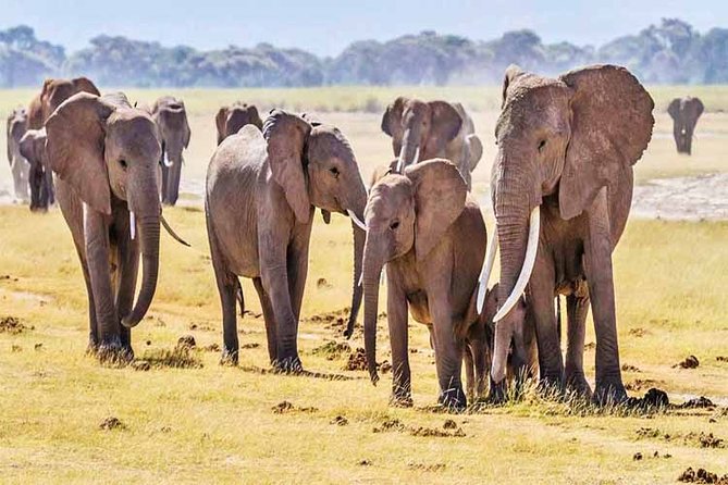 3 Days, 2 Nights Safari - Amboseli National Park and Tsavo West Adventure Safari - Pricing and Special Offers