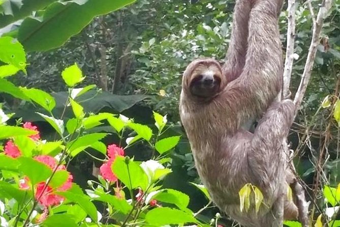 3 Days Amazon Jungle Tour With Pink Dolphin Watch From Iquitos - Highlights and Memories