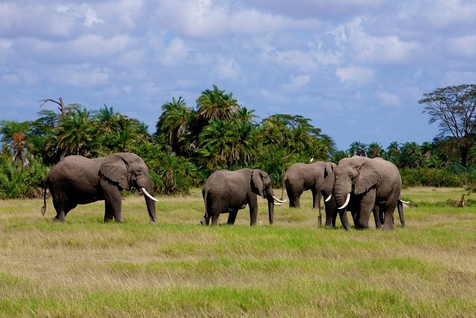 3 Days Amboseli National Park-Lodge Safari With Private 4x4 JEEP - Reviews and Ratings