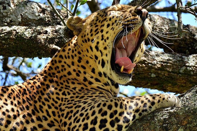 3 Days Big 5 Tour and Culture in Tanzania - Tips for a Memorable Experience