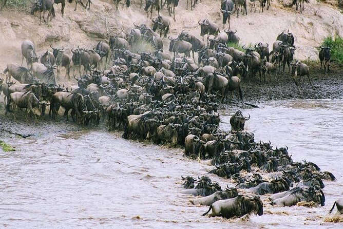 3 Days Budget Masai Mara Safari - Safety and Precautions
