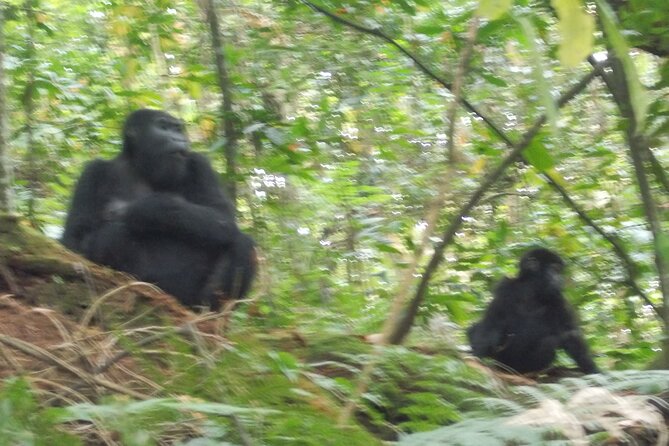 3 Days Bwindi Gorilla Trekking Tour - Recommended Packing List