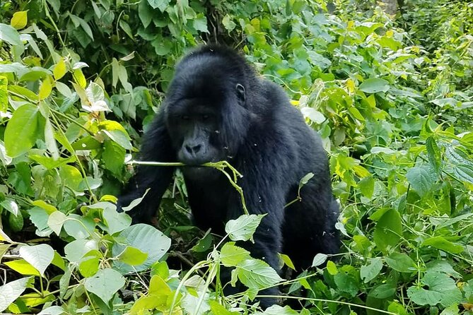 3 Days Gorilla Trekking Safari - Traveler Testimonials and Ratings