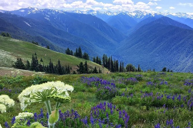 3 Days in Olympic National Park From Seattle: Silent Forest - Hoh Rainforest - Sum Up