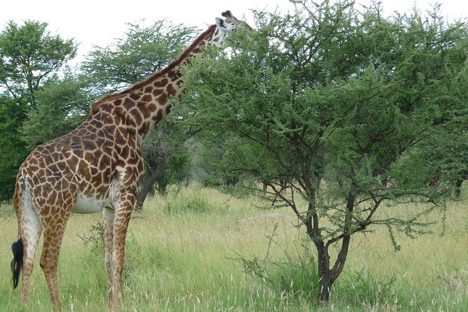 3 Days Lodge Safari - Booking and Cancellation