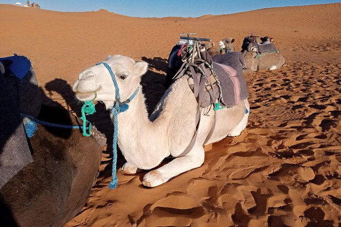 3 Days Luxury Private Desert Tour From Fez to Marrakech - Booking and Cancellation Policy