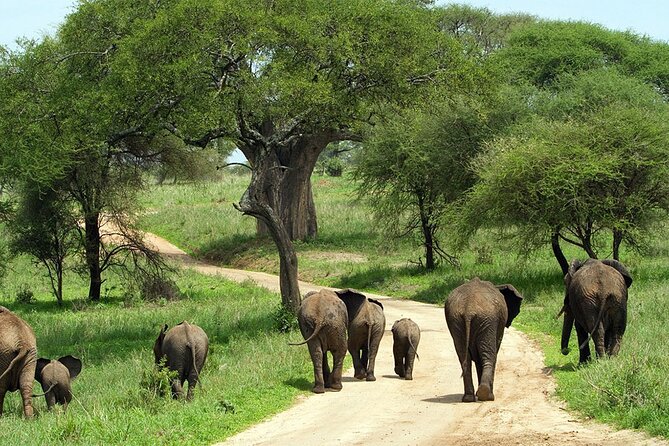 3 Days Luxury Safari Tour in Tanzania - Pickup and Start Times
