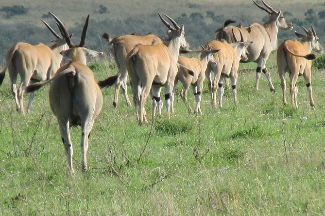3 Days Masai Mara - Frequently Asked Questions