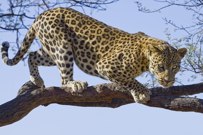 3 Days Ngorongoro & Serengeti Fly in Safari - Breathtaking Landscapes