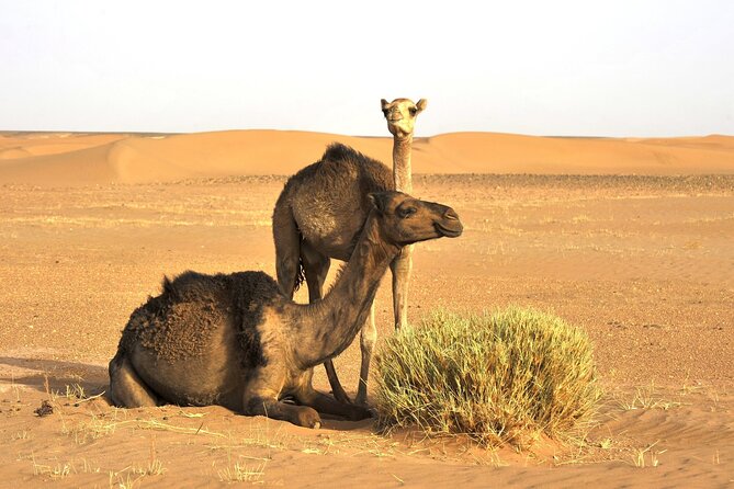 3-Days Private Sahara Desert Trek - Notable Customer Reviews
