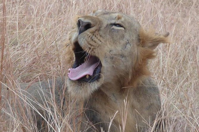 3 Days Queen Elizabeth National Park Uganda Safari - Customer Experiences