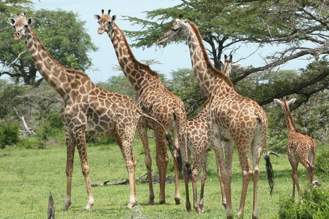 3 Days Safari - Mikumi National Park - Group Size and Pricing