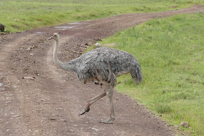 3 Days Safari Serengeti & Ngorongoro Crater - Pickup and Transportation Arrangements