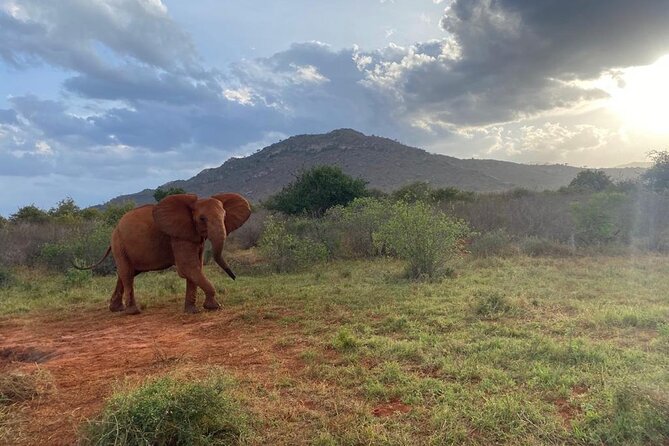 3 Days Safari Tsavo East and Taita Hills (Saltlick Lodge) - Traveler Reviews