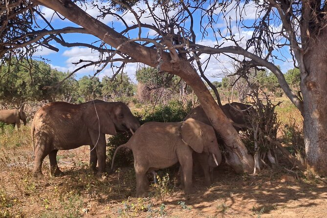 3 Days Tsavo East & Amboseli Safari From Mombasa/Diani or Nairobi - Safari Tour Reviews and Ratings