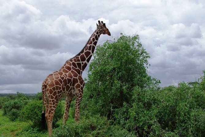 3 Days Tsavo East & West Starting From Mombasa. - Frequently Asked Questions
