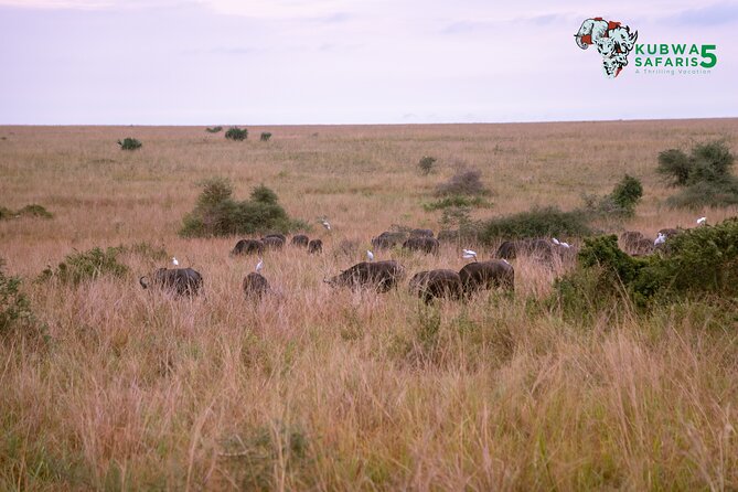 3 Days Wild Tour Queen Elizabeth National Park Safari Uganda - Traveler Reviews