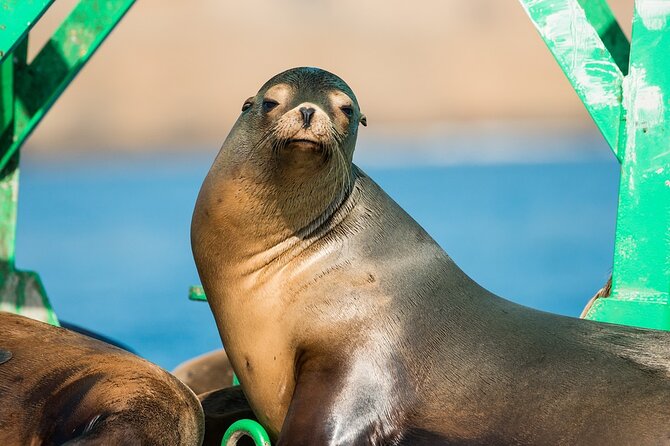 3-Hour Guided Whale and Dolphin Watching Experience in San Diego - Booking and Cancellation Policy
