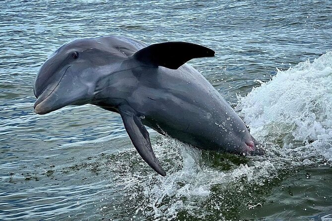 3 Hour Private Dolphin & Shelling Tour - Booking Information