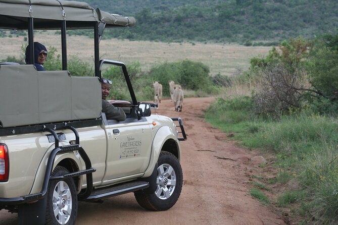 3-Hour Private Game Drive of Pilanesberg National Park - Guest Experiences and Feedback