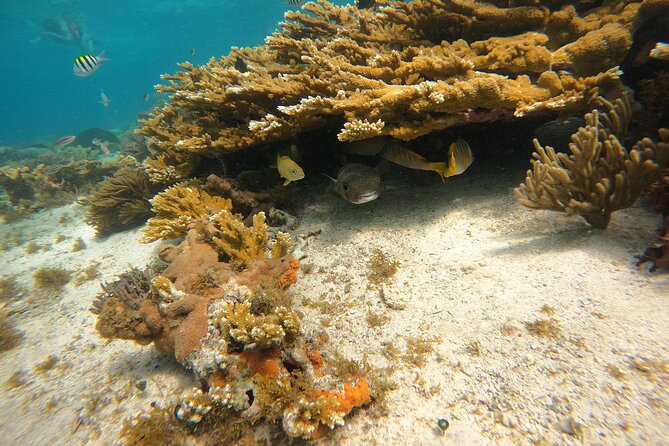3 Hours VIP Semiprivate Tour Isla Mujeres Full Snorkeling Experience - Snorkeling in Three Locations